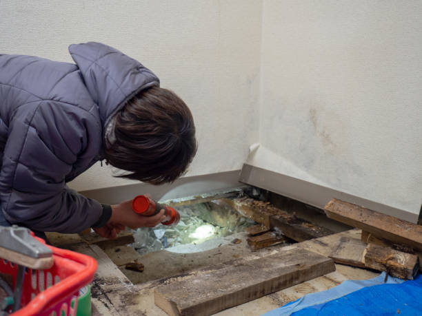 Best Mold Remediation for Healthcare Facilities  in Montour Falls, NY