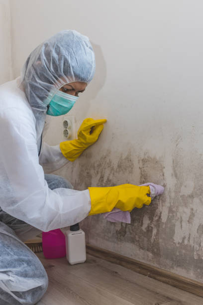 Best Environmental Consulting for Mold Prevention  in Montour Falls, NY