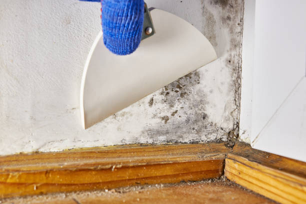 Best Water Damage & Mold Remediation  in Montour Falls, NY